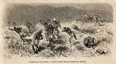 亨利·莫顿·斯坦利 (Henry Morton Stanley) 远征 (1841-1904) 在 Misonghi 公路（东非）上的大篷车遭到了一群蜜蜂的袭击。 雕刻说明在中非寻找利文斯通的航程，作者是亨利·斯坦利，他的通讯员 作者 未知艺术家