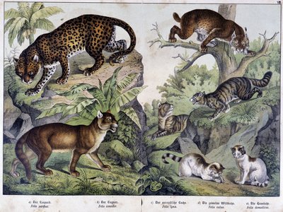 猫类。豹、美洲狮、猞猁（左上）、野猫（右中）、家猫--见《哺乳动物自然史》，编辑。施雷伯 作者 未知艺术家