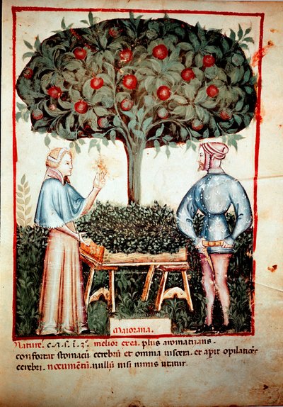 伊本·布特兰（Ibn Butlan）在为药物“Kitabtaqwim as-sihha”挤奶后，从药物和营养学挤奶“Tacuinum sanitatis”中收集的马郁兰照明 作者 未知艺术家