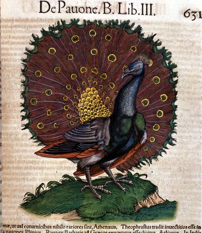 Conrad Gessner 的《动物史》之后的孔雀，苏黎世，1560 年。地点 Nazionale Braidense。 米兰 作者 未知艺术家