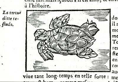 海龟，根据 Gerolamo Cardano (Cardanus Hieronymus) (Cardan) 的论文“De la subtlite”，于 1642 年在鲁昂印刷。 作者 未知艺术家