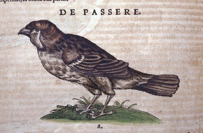 动物史上的麻雀 Conrad Gesner (1516 - 1565)，苏黎世 作者 未知艺术家