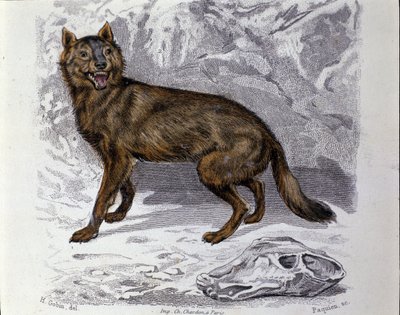 The wolf. Plate taken from a Natural History Treat of “” Works of Buffon”” by naturalist Georges Louis Leclerc, Count of Buffon (1707 - 1788). 19th century 作者 未知艺术家