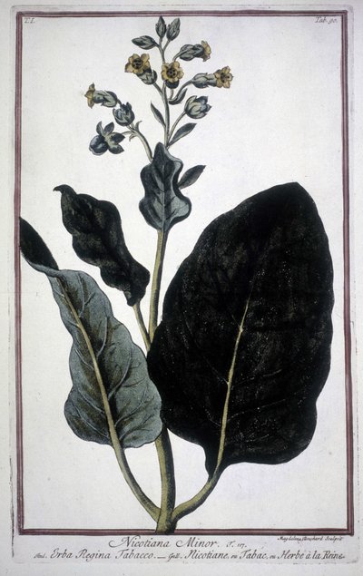 19 世纪植物标本馆中的烟草叶和花 (Nicotiana Minor)。 作者 未知艺术家
