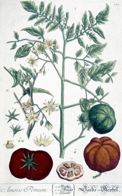 番茄、植物板 作者 未知艺术家