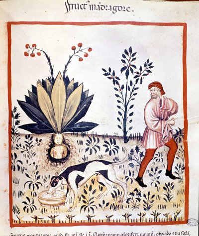 医学论文““Tacuinum 健康”“14 世纪。 取回曼德拉草。 Bibiloteca Nazionale Braidense。 米兰 作者 未知艺术家