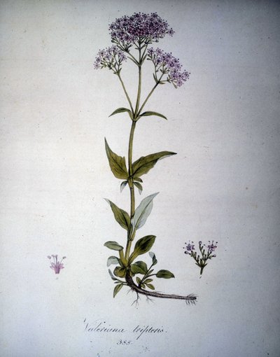 缬草紫红色或缬草。 19 世纪植物标本馆。 作者 未知艺术家