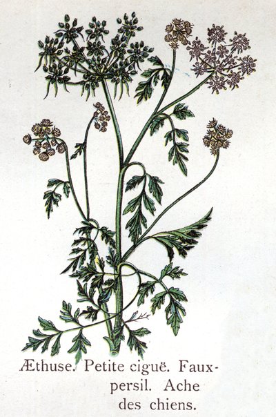 有毒的植物人。Aethuse, Little Hail, fake parsley and dog ache.自然药物治疗》中的雕刻，作者是弗里德里希-爱德华-比尔兹（1842-1922）。 作者 未知艺术家