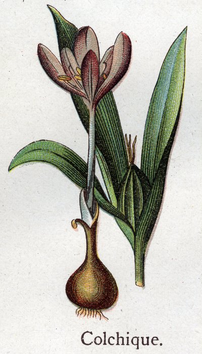 静脉植物：colchial。自然疗法》中的版画，作者是弗里德里希-爱德华-比尔兹（1842-1922）。 作者 未知艺术家