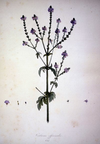 马鞭草（马鞭草）。 19 世纪植物标本馆。 作者 未知艺术家