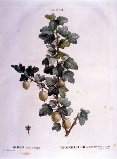 白醋栗或鲭鱼：19 世纪植物板。 作者 未知艺术家