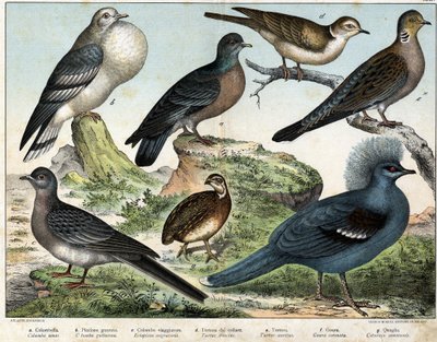 a:哥伦布鸽（Columba oenas），b: 蒙古鸽（Columba gutturosa），c:候鸟鸽（Etopistes migratoria），d:土耳其鸽（Turtur risorius），e:木鸽（Turtur auritus）, f: 古拉（Goura coronata）, g: 小麦鹌鹑（Coturnix communis） - 在" 作者 未知艺术家