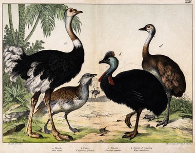 a:大鸨（Otis tarda）, b: 卡索（Casarius galeatus）, c:非洲鸵鸟（Struthio camelus），d:Nandon (Rhea Americana) -在《动物自然史》中，Hoepli编辑，米兰 作者 未知艺术家