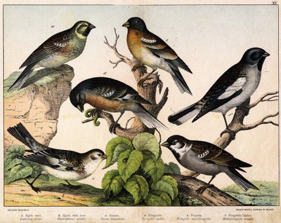 a:麻雀（Emberiza circlus），b: 雪雀（Plectrophanes nivalis），c:麻雀（Pour domesticus）, d:潘森（Fringilla coelebs），e:北方的Pinson（Fringilla montifringilla），Niverolle（Montifringilla nivalis）--载于《鸟类自然史》，Hoep编辑。 作者 未知艺术家