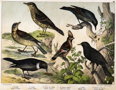 a:鸫（Turdus viscivorus），b：鸫（Turdus pilaris），c。黑鸟（Merula torquata），d:蓝黑鸟（Monticola cyanus），e：黑鸟（Merula nigra），f：波西米亚红嘴鸥（Ampelis garulus）--见《鸟类自然史》，Hoepli编辑，米兰 作者 未知艺术家
