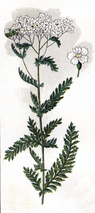 H.M.Menier 医生所著《Mon docteur - traite de medecine et d