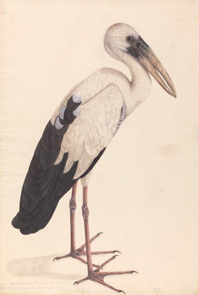 一只亚洲鸦嘴鹳（Anastomus oscitans） 作者 未知艺术家