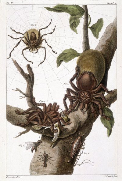 Botanical board: 1) Surinam spider on guajave and caterpillar cocoon 2) same spider devouring a hummingbird hence name Aranea avicularia Linn 3) Spider Hunter of Linneus, Suriname 4) Surinam ant 5) Nymph of this ant 6) Winged ant - in “” This q? It is more 作者 未知艺术家