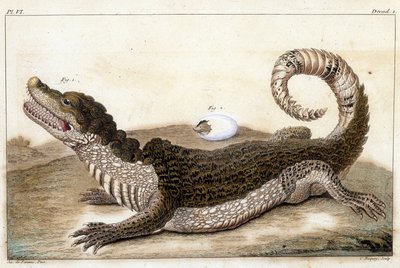 Crocodile of Surinam (Cayman) - in “” What is more interesting and curious among animals and minerals to serve as intelligence to the general history of the three reigns of nature”” by Buchoz, late 18th S.¿ 作者 未知艺术家