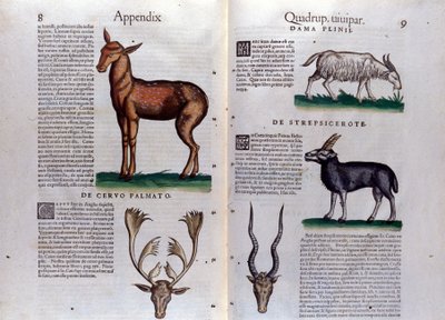 鹿和羚羊 - 动物史 Conrad Gesner (1516 - 1565), Zurich 作者 未知艺术家