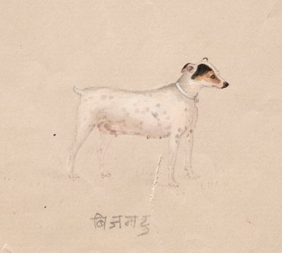 狗 作者 未知艺术家