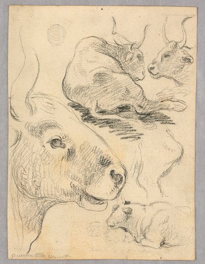 绘画奶牛素描 作者 未知艺术家