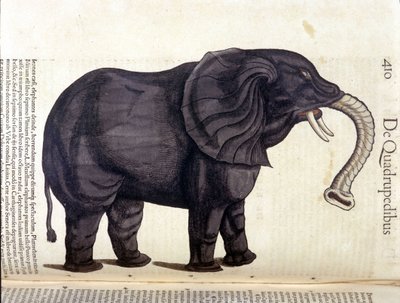 Elephant from the Historia Animalium by Conrad Gesner, Tiguri 1560. Biblioteca nazionale Braidense. Milan 作者 未知艺术家
