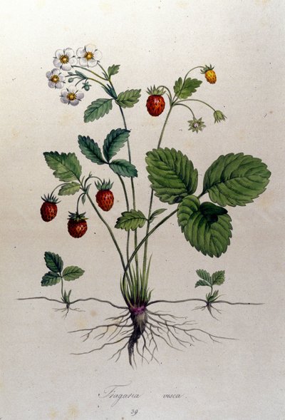 Fragaria Vesca（野草莓）。 作者 未知艺术家