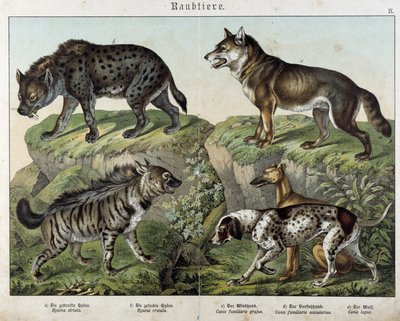 Hyenas et chiens. in “” Histoires naturelles des mammals”, ed. Schreiber 作者 未知艺术家