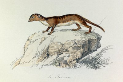 布封全集》一书中的插图：Les Quadrupedes：Le touan（雕刻） 作者 未知艺术家