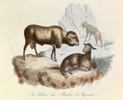 布封全集》一书中的插图：Les animaux：贝利埃、母羊和羊羔（雕刻） 作者 未知艺术家