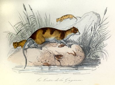 布封全集》一书中的插图：Les animaux domestiques：圭亚那水獭（雕刻） 作者 未知艺术家