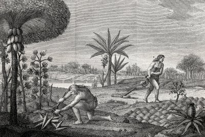 哥伦比亚Orenoque盆地的土著人在耕种土地。1780年版画 作者 未知艺术家