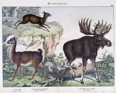 Lama, elk (moose) - in “” Natural histories of mammals””, ed. Schreiber 作者 未知艺术家