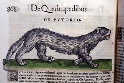 Le fertois - 动物史 Conrad Gesner (1516 - 1565), Zurich 作者 未知艺术家