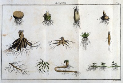 Les Roots：在“弗洛拉·弗朗索瓦斯”中，或对法国自然生长的所有植物的简要描述，根据一种新的分析方法排列，我们将它们在医学中最不模棱两可的美德和它们在医学中的用处附上引述 作者 未知艺术家
