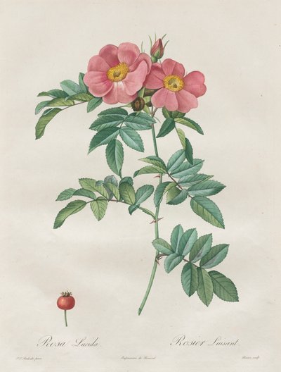 玫瑰：蔷薇 作者 未知艺术家