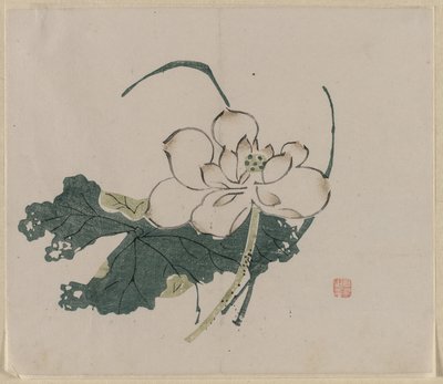 荷花 作者 未知艺术家