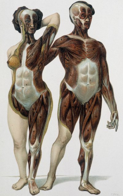 男人和女人剥了皮：肌肉 - 医学书籍，19 世纪后期 作者 未知艺术家