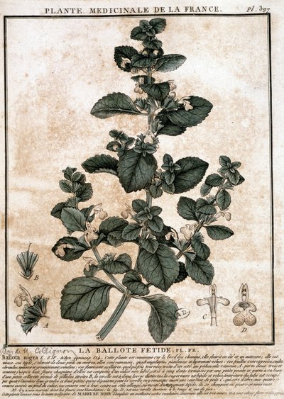 来自法国的药用植物：恶臭的贝洛特。 作者 未知艺术家