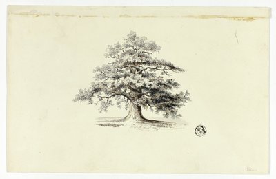 橡树 作者 未知艺术家