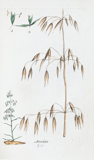  作者 未知艺术家