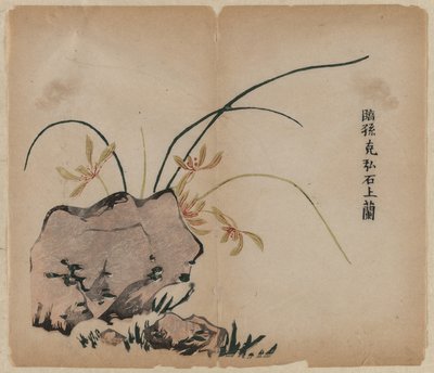 岩石上的兰花 作者 未知艺术家