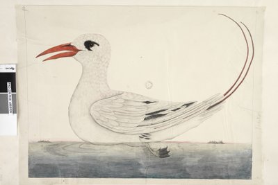 第100页。辉腾红，尾热带鹦鹉Phaethon rubricauda，1791-92年 作者 未知艺术家