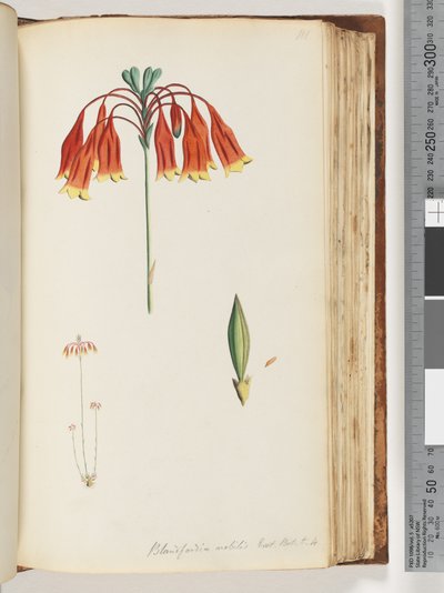 第111页。Blandfordia nobilis Exot。 t t。 4.圣诞钟声 作者 未知艺术家