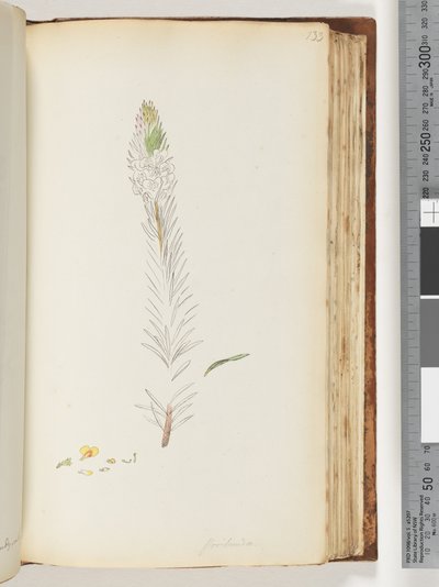 页面133. Floribunda未完成的图纸 作者 未知艺术家