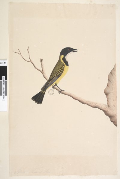 第19页。自然尺寸金惠斯勒全胸大肌，男性，1791-92 作者 未知艺术家