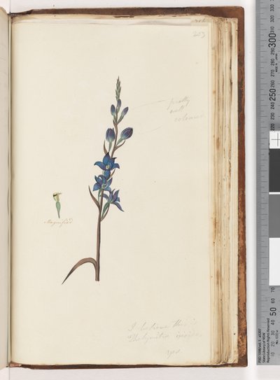 Page 203.我相信这是Thelymitra ixioides - Spotted Sun Orchid 作者 不明