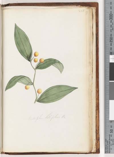 第228页。Eutstrephuslatifolius Br。袋熊浆果 作者 未知艺术家