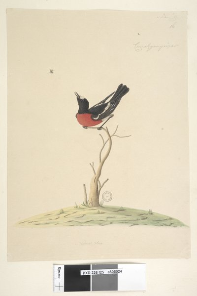 Page 25.汽车，ral，gar，yei，sar，自然尺寸Scarlet Robin，男性多色Petroica，新南威尔士州，1791-92 作者 未知艺术家